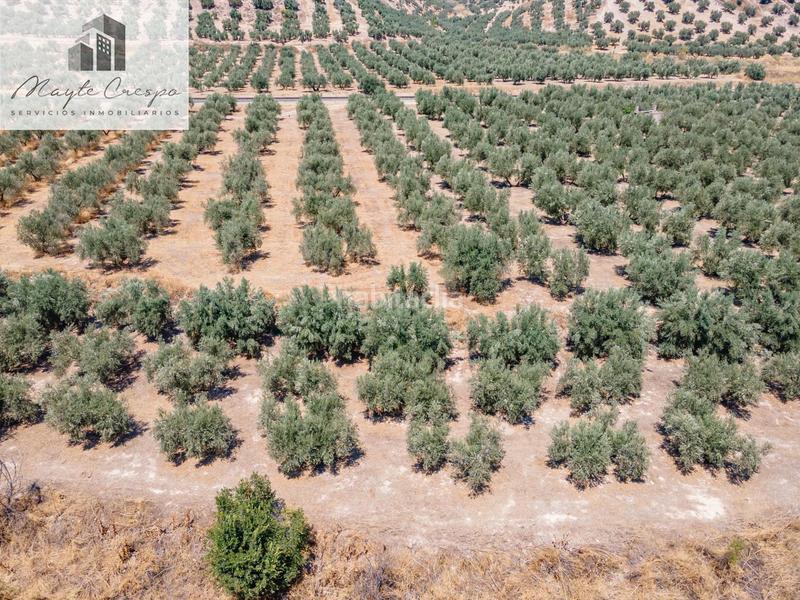 Foto 0bfe87de-5828-4413-a405-e645e896082b. Finca rústica gran oportunidad !!!! olivar en venta..... en Deifontes