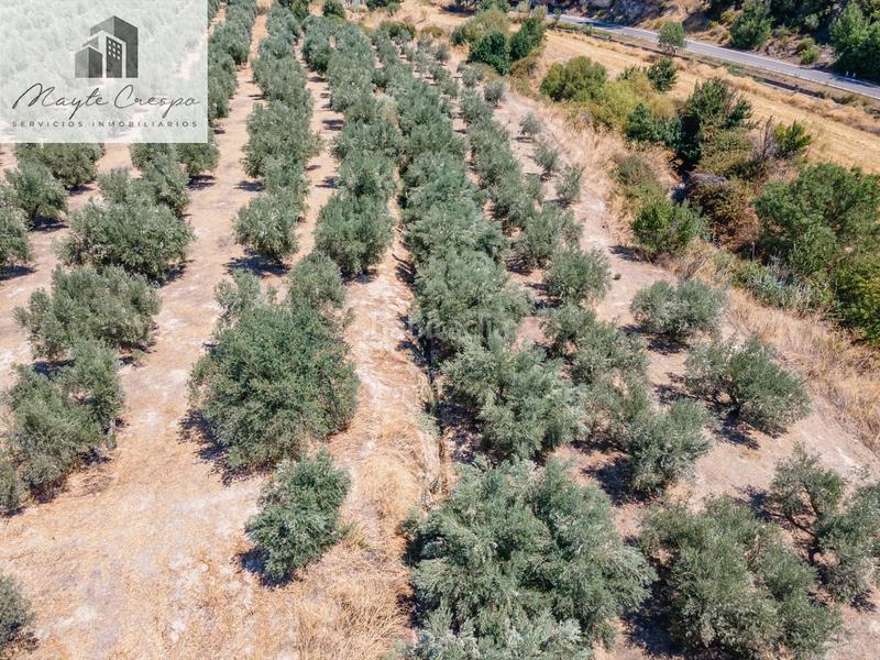 Foto 2db5c66e-877c-46ab-ab28-cdccffafffca. Finca rústica gran oportunidad !!!! olivar en venta..... en Deifontes