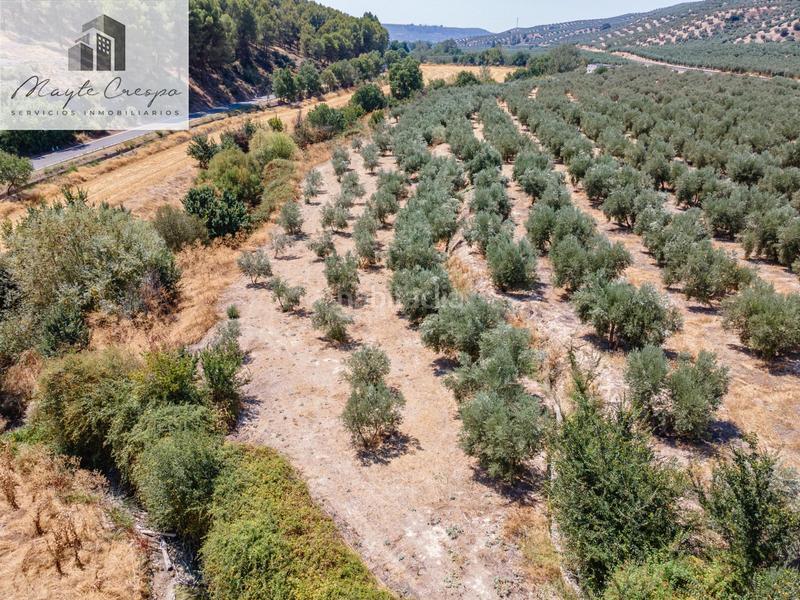 Foto 355ddd71-d28e-4c1b-9e40-076732e39098. Finca rústica gran oportunidad !!!! olivar en venta..... en Deifontes