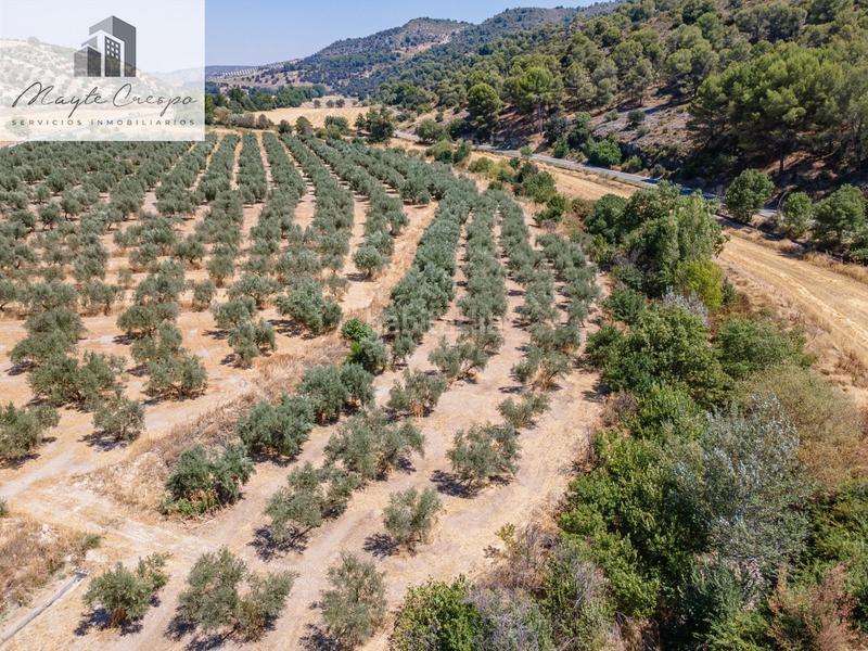 Foto 77750d62-55f8-4fd4-8f1e-190517cf3d91. Finca rústica gran oportunidad !!!! olivar en venta..... en Deifontes