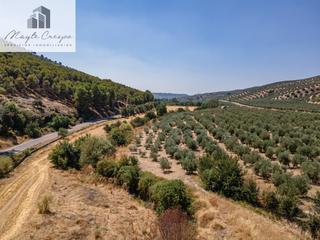Propriété à Deifontes. Gran oportunidad !!!! olivar en venta.....