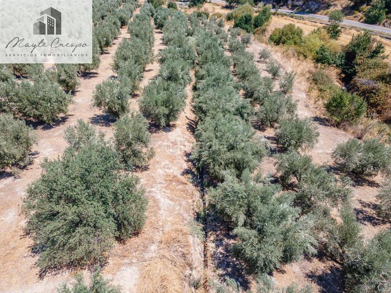 Foto b23d0494-c9de-4185-9656-4d37d65e4787. Finca rústica gran oportunidad !!!! olivar en venta..... en Deifontes