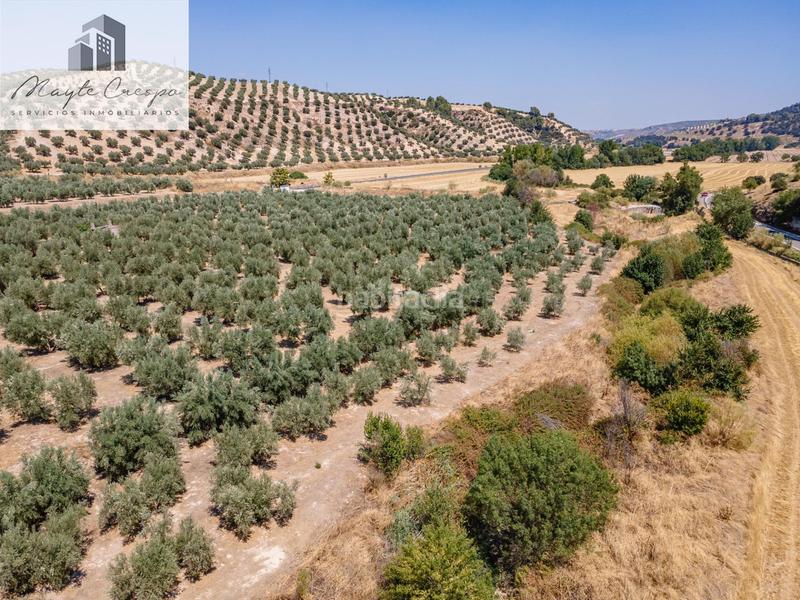 Foto b3d7f20a-49e4-4bcc-9d0d-26a771808a40. Finca rústica gran oportunidad !!!! olivar en venta..... en Deifontes