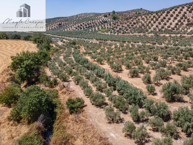 Foto bdc29ba8-89a7-49b4-803c-8d8ba6cdc682. Finca rústica gran oportunidad !!!! olivar en venta..... en Deifontes