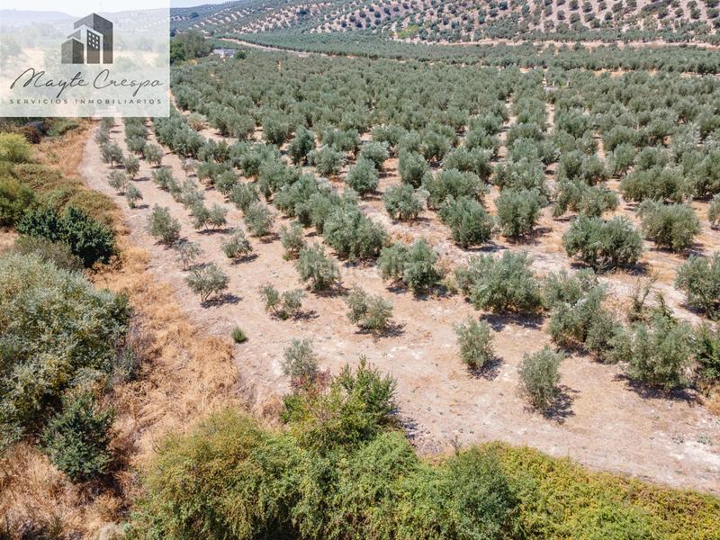 Foto e5a2e53c-e336-445b-a1d1-16b4c038055f. Finca rústica gran oportunidad !!!! olivar en venta..... en Deifontes