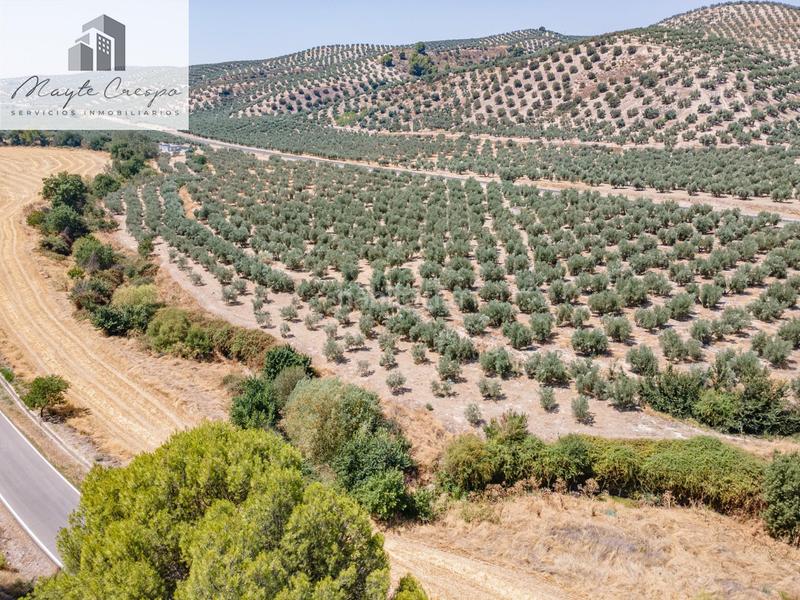 Foto ece026f7-1225-483a-be8e-9f3c96cb3351. Finca rústica gran oportunidad !!!! olivar en venta..... en Deifontes