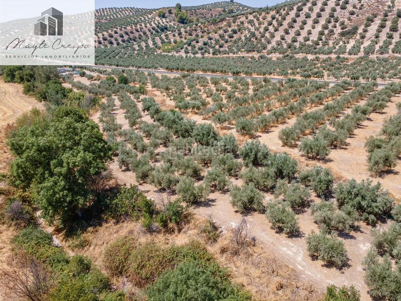 Foto f52118a5-7b5b-40ab-a8f2-bcd08bb36b4d. Finca rústica gran oportunidad !!!! olivar en venta..... en Deifontes