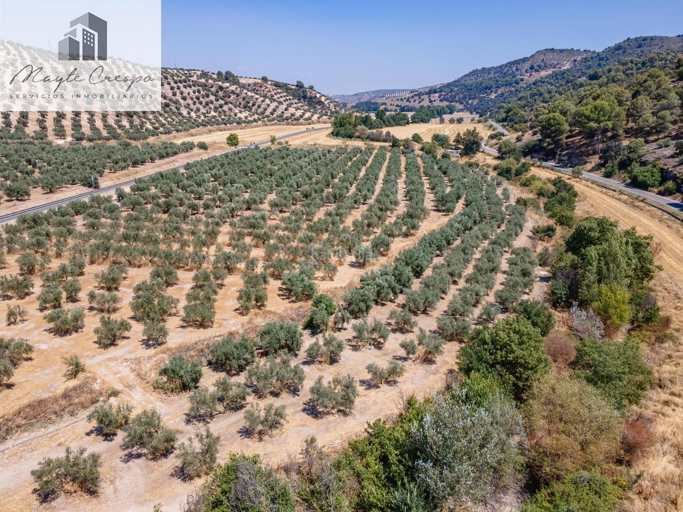 GRAN OPORTUNIDAD !!!! OLIVAR EN VENTA..... Deifontes