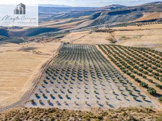 Rural plot in Carretera carretera al pantano. Gran oportunidad de inversión! finca de olivos en plena producci