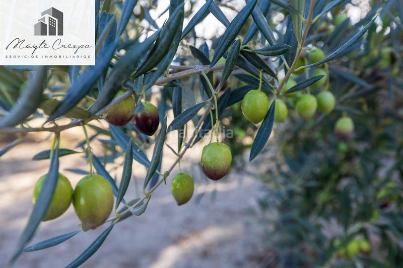 Foto 5b8dc12b-86ec-4599-9e44-2aa9fc2870e8. Rural plot in Lecrín