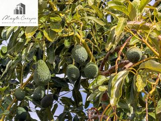 Masia a Calle diseminados, pol-8 par-359. Finca rústica de aguacates con contrucción de 37 m2 en los guája