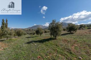 Fondo rustico in Cogollos de la Vega. Terreno rústico en cogollos vega, con toma de luz y agua en la e