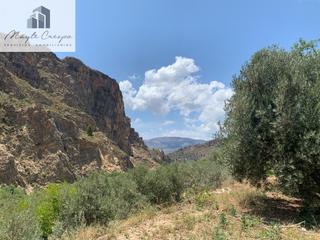 Rural plot in Lanjarón. Finca rustica  lanjaron