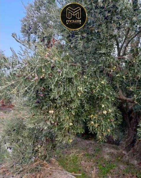 Foto 3f1ae629-945e-4503-b724-fe4e53096a4a. Finca rústica a Puente Jontoya - Puente de la Sierra - El Arroyo Jaén