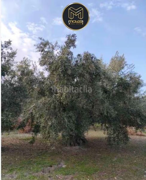 Foto 547d486c-ed41-4d89-b56c-09303e8c254a. Finca rústica a Puente Jontoya - Puente de la Sierra - El Arroyo Jaén