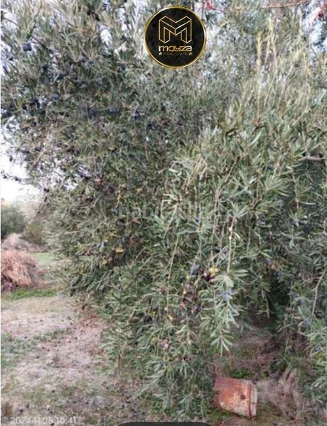 Foto aaca50c8-53ad-4801-87ac-c6c6fe60ca62. Finca rústica a Puente Jontoya - Puente de la Sierra - El Arroyo Jaén