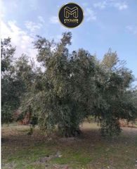 Terreny residencial a Puente Jontoya - Puente de la Sierra - El Arroyo