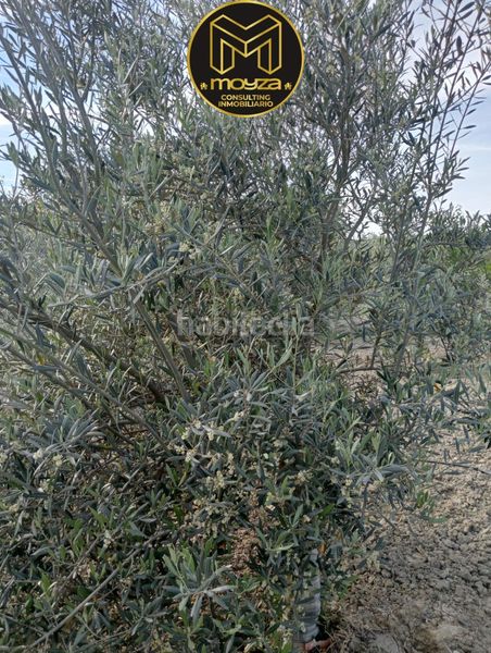Foto 5ef563c1-5f91-407a-86d0-e2019fc38aba. Chalet in Begíjar