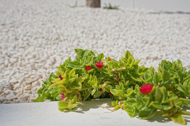 Foto 5135d9ad-941e-4d7b-a33d-f5e3609f94d0. Casale con piscina in Benimeit-Tabaira Moraira