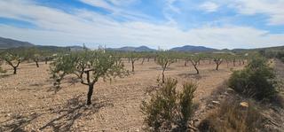 Terreno residenziale in Hondón de las Nieves