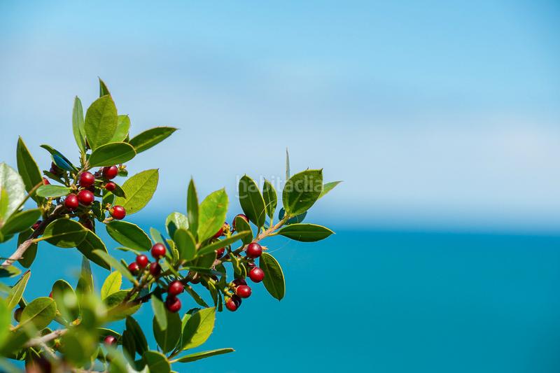 Foto 1dfc9c2e-8a59-41a0-b7dc-bbcc6286e6e4. Appartamento con piscina in El Palmar - Los Molinos Dénia