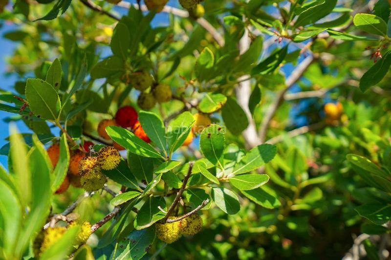 Foto e2644b4b-b783-48ee-9c43-3aa34f3e674d. Terreno residenziale in Partida Comunes-Adsubia Xàbia
