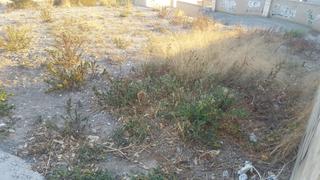 Terreny residencial a Crevillente. Solar en la zona del pabellon