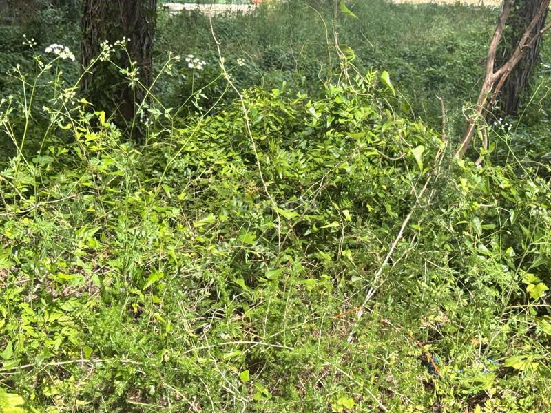 Foto e1ae40ad-6519-4b7a-9941-c136a0ff1d16. Terrain résidentiel dans Carcaixent