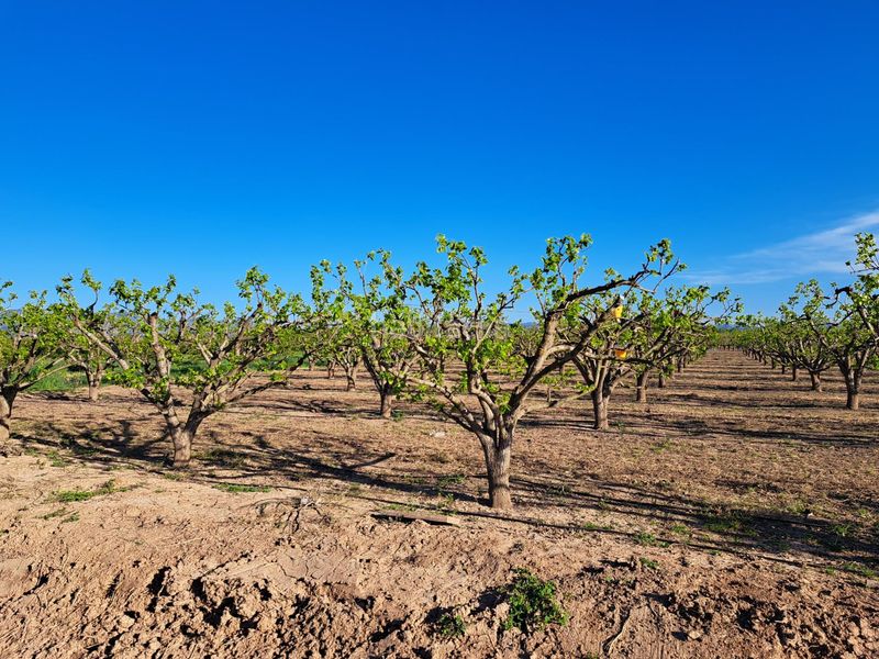 Foto 01d8d015-fa22-4bc3-8a28-27f09ebb0c1d. Finca rústica a Urbanitzacions i Pedanies Nord Alzira