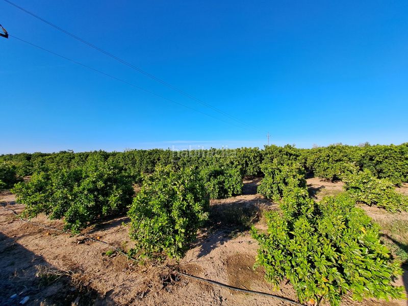 Foto 06ffe7ee-d159-45e7-ad38-b2900d973df1. Finca rústica a Urbanitzacions i Pedanies Nord Alzira