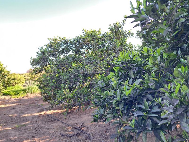 Foto 079b4613-7996-4f58-b891-bcdcd30cc33b. Finca rústica a Urbanitzacions i Pedanies Nord Alzira