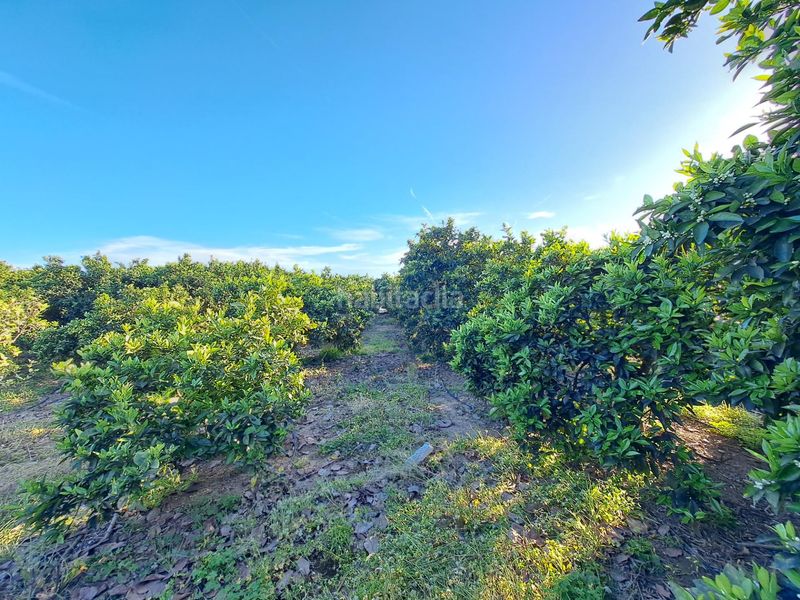 Foto 1290a69a-a912-498f-8f2c-4d8bbe8746fc. Finca rústica a Urbanitzacions i Pedanies Nord Alzira