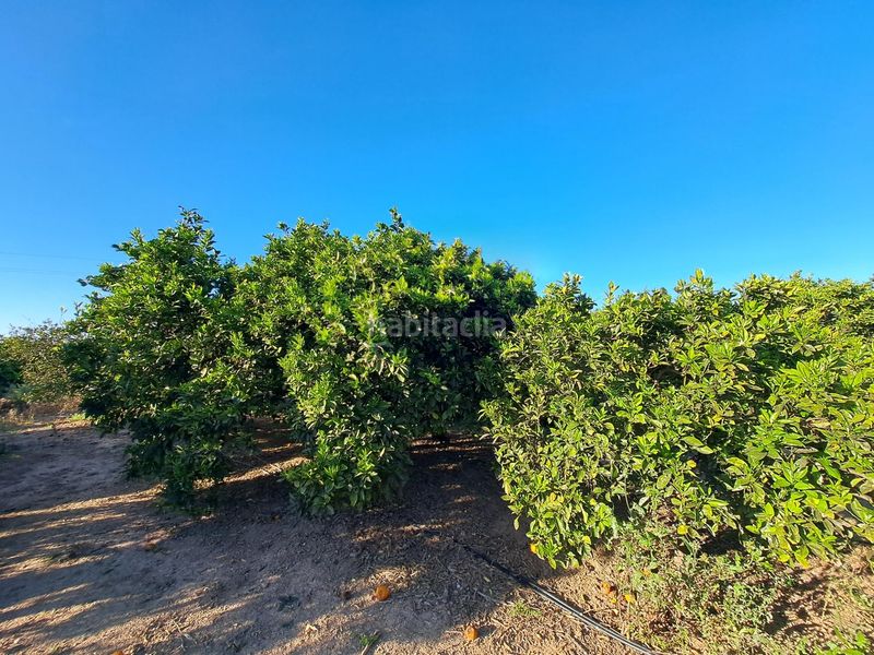 Foto 1321f96b-18dc-49f2-ab10-9b4678b087ee. Finca rústica a Urbanitzacions i Pedanies Nord Alzira