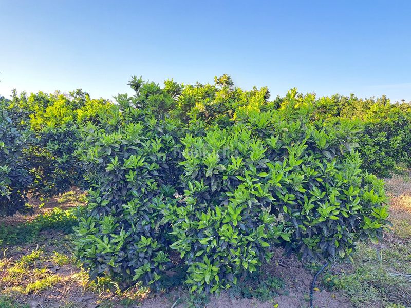 Foto 2e69897c-675c-4c33-b9e9-23143c688a84. Finca rústica a Urbanitzacions i Pedanies Nord Alzira