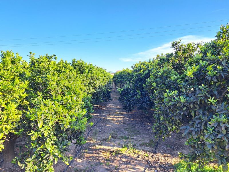 Foto 67642cd8-2bc7-4ac2-bff6-5c7c785dca66. Finca rústica a Urbanitzacions i Pedanies Nord Alzira