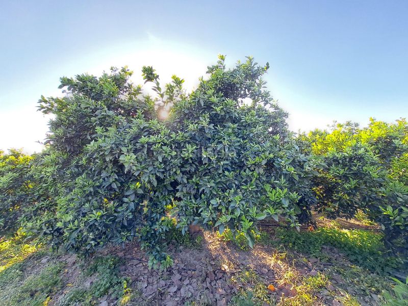 Foto bed1c9e1-7ddb-4ddd-a752-f10f1923be41. Finca rústica a Urbanitzacions i Pedanies Nord Alzira