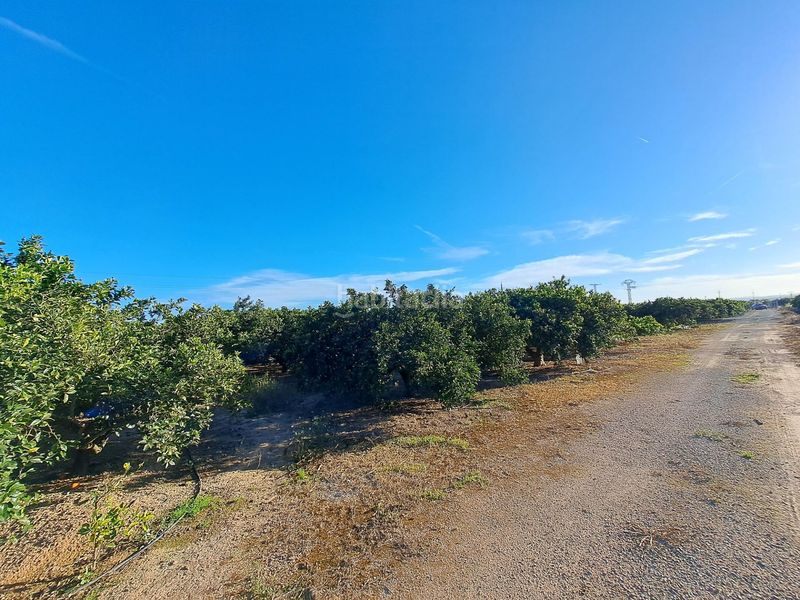 Foto cf11db0c-5ed0-4f61-9aba-66348a9123fd. Finca rústica a Urbanitzacions i Pedanies Nord Alzira