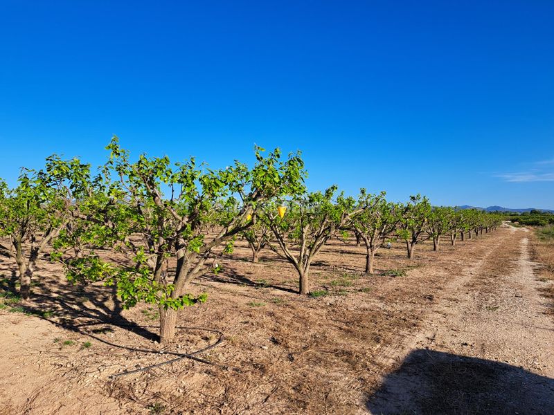 Foto d591b7aa-22b9-471b-85c0-41d575be2451. Finca rústica a Urbanitzacions i Pedanies Nord Alzira