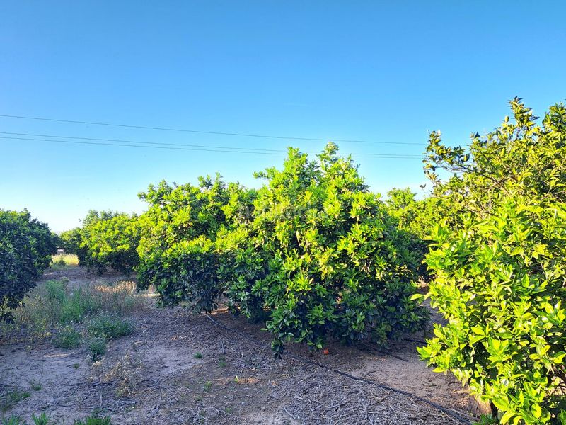 Foto f5ec29a2-a2af-463b-8ea3-69395b7d789d. Finca rústica a Urbanitzacions i Pedanies Nord Alzira