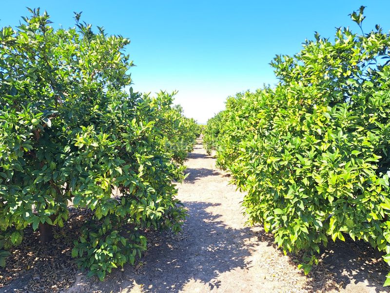 Foto 01c7a79b-db1a-46fa-aeb1-6872b07ca941. Finca rústica a Carcaixent