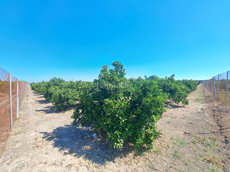 Foto d2d4f8b9-b729-47c2-bada-a27cf2581eb0. Finca rústica a Carcaixent