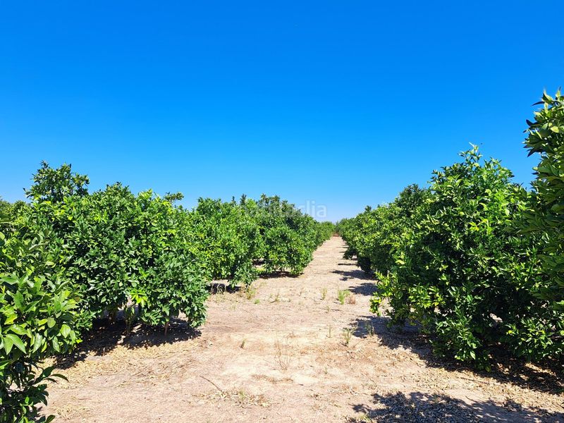 Foto ea0c781c-0a07-4449-9826-f0461fda2639. Finca rústica a Carcaixent