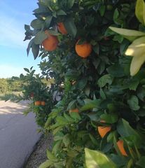 Finca rústica a Urbanitzacions i Pedanies Nord