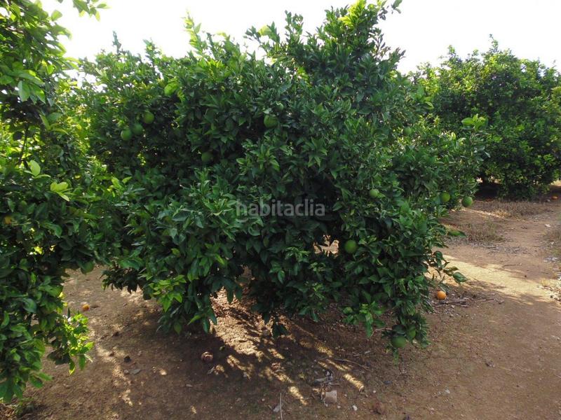 Foto f6566c01-a1d2-4908-8714-76d0536499b2. Finca rústica a Urbanitzacions i Pedanies Nord Alzira