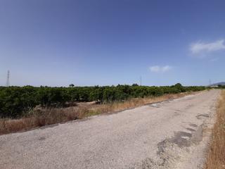 Finca rústica a Urbanitzacions i Pedanies Nord. Campo cultivado de naranjos.