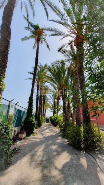 Foto c87d3ffa-2144-486b-abc8-567fc921fa19. Chalet venta chalet, casa invitados, piscina, pista deportiva, huerto, zona hospital elche en Elche / Elx