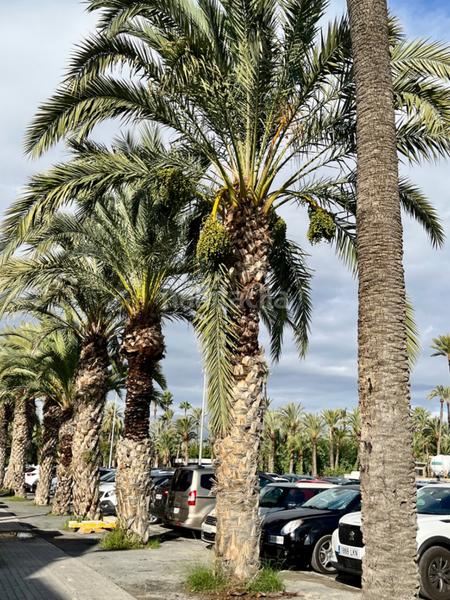 Foto 8fc2b7a2-7ab9-4398-bce3-de00dcc8a8be. Piano terra in Centro Elche / Elx