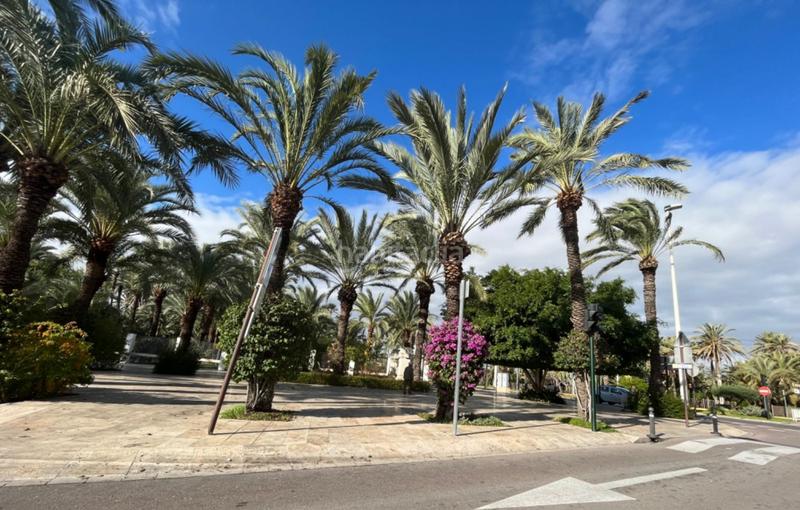 Foto 9ddbcb79-403f-4916-a5e9-672a5424f18d. Piano terra in Centro Elche / Elx