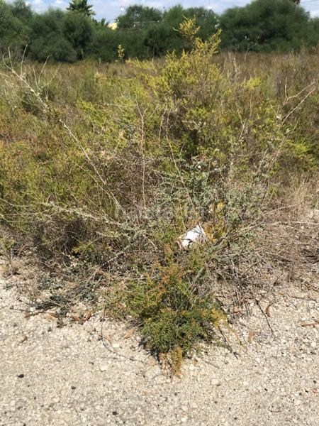 Foto 02385572-a070-4982-8c33-cb5005ee7d9c. Terreno residenziale in La Foia - Daimés - Asprella Elche / Elx