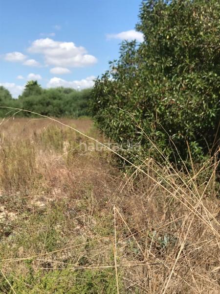 Foto 3c85c877-7cd7-4edb-9ac0-d50054d8d879. Terreno residenziale in La Foia - Daimés - Asprella Elche / Elx